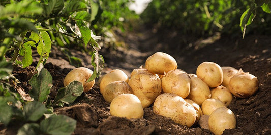 Fun Facts About Potato PART I